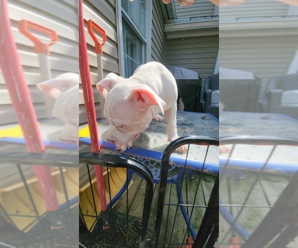 Medium Photo #11 American Bully Puppy For Sale in HARRISBURG, PA, USA