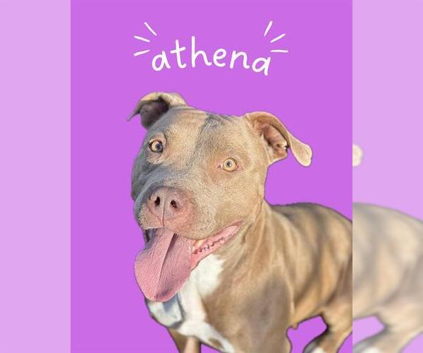 Medium Photo #2 Mutt Puppy For Sale in West Valley, UT, USA