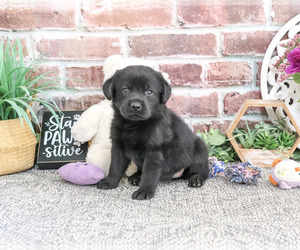 Labrador Retriever Puppy for sale in SYRACUSE, IN, USA