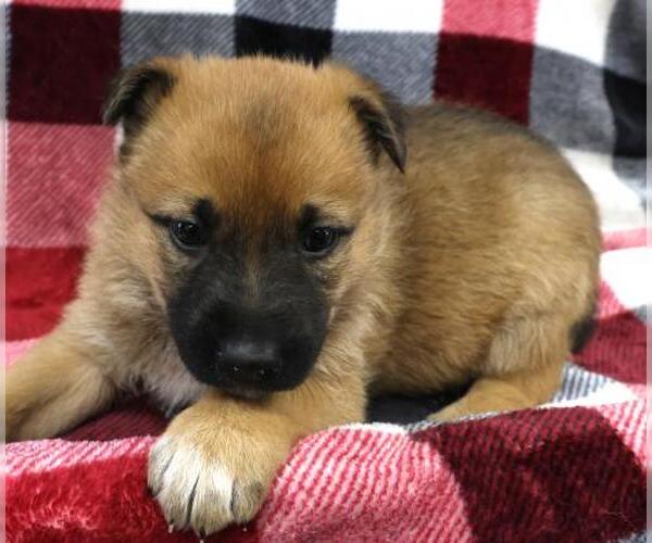 Medium Photo #1 Mutt Puppy For Sale in Thief River Falls, MN, USA