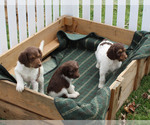 Small Photo #7 German Shorthaired Pointer-Poodle (Standard) Mix Puppy For Sale in WHITE POST, VA, USA