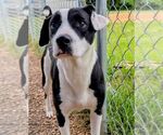 Small #3 Labrador Retriever Mix