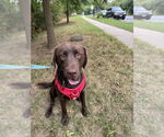 Small #3 Labrador Retriever