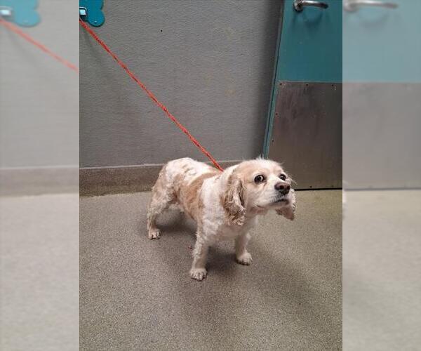 Medium Photo #1 Cocker Spaniel-Unknown Mix Puppy For Sale in Las Vegas, NV, USA