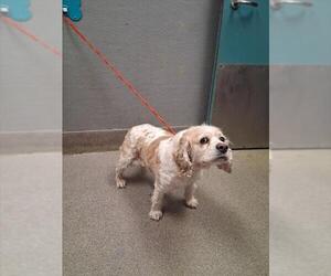 Cocker Spaniel-Unknown Mix Dogs for adoption in Las Vegas, NV, USA