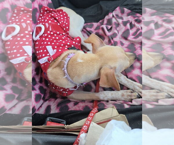 Medium Photo #10 Jack Chi Puppy For Sale in Princeton, MN, USA