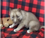 Small Photo #10 Siberian Husky Puppy For Sale in DEARBORN, MO, USA