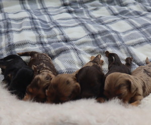Cavapoo Puppy for Sale in THORP, Wisconsin USA