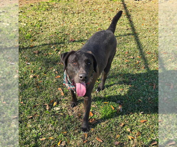 Medium Photo #1 Labrador Retriever-Unknown Mix Puppy For Sale in Oakhurst, NJ, USA
