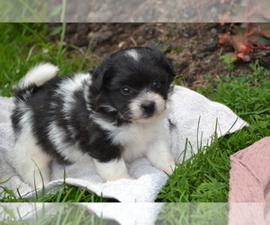 Medium Bichon-A-Ranian