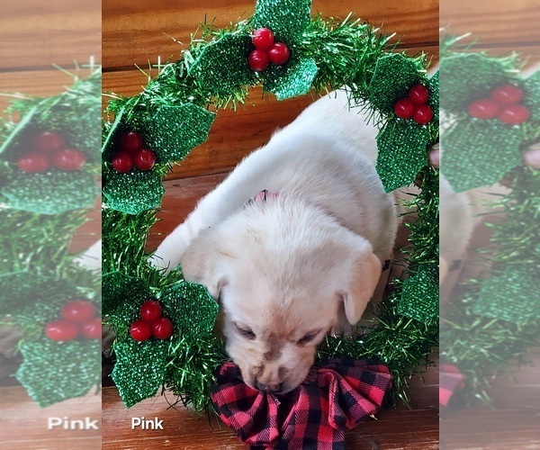 Medium Photo #8 Labrador Retriever Puppy For Sale in LAFAYETTE, TN, USA