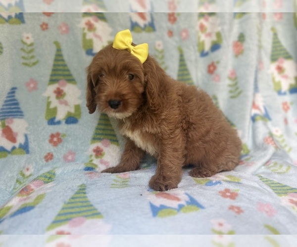 Medium Photo #6 Cock-A-Poo Puppy For Sale in LAKELAND, FL, USA
