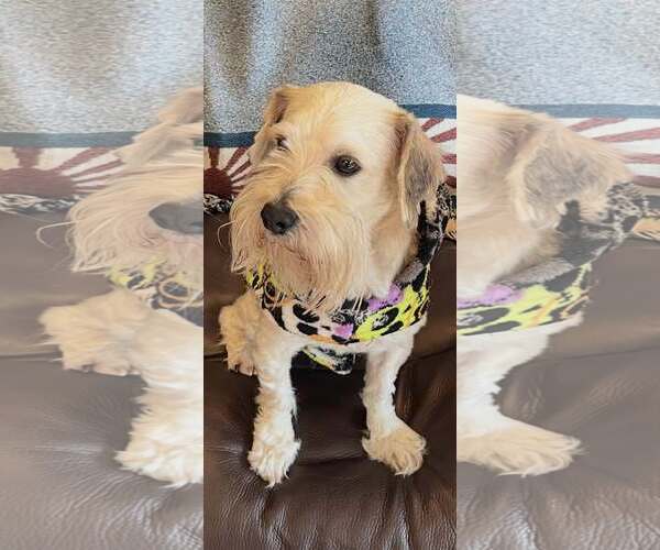 Medium Photo #2 Mutt Puppy For Sale in Dallas, TX, USA