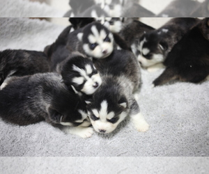 Mother of the Pomsky puppies born on 02/15/2022