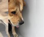 Small Labrador Retriever Mix