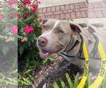 Small #6 American Pit Bull Terrier Mix