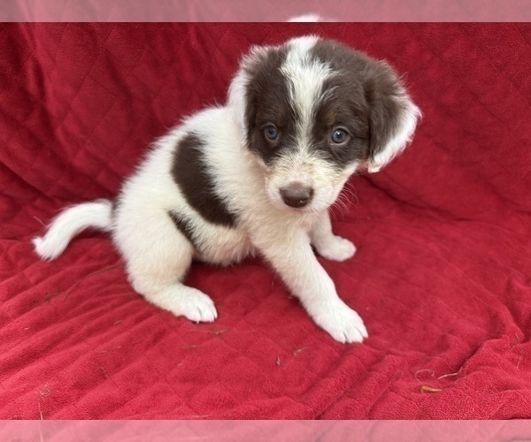 Medium Photo #2 Borador Puppy For Sale in MARION, VA, USA