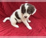 Small #1 Borador
