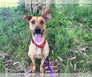 GRAHAM - Male Labrador Retriever-Unknown Mix Dog for Adoption - Photo #4
