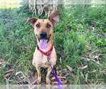 Small #3 Labrador Retriever Mix