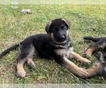 Puppy Puppy 2 German Shepherd Dog