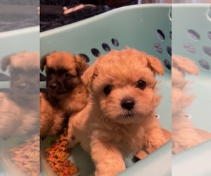 Pom-A-Poo-Poodle (Miniature) Mix Puppy for sale in MACON, GA, USA