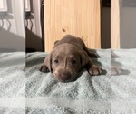 Puppy Luna Labrador Retriever