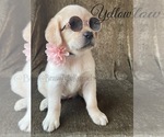 Small Photo #15 Labrador Retriever Puppy For Sale in MURRIETA, CA, USA