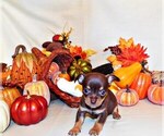 Puppy Gallagher Chihuahua