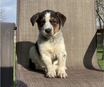 Small Photo #22 Australian Cattle Dog-Border Collie Mix Puppy For Sale in RICHMOND, MI, USA