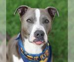 BUBBA - Male American Staffordshire Terrier-Unknown Mix Dog for Adoption - Small photo