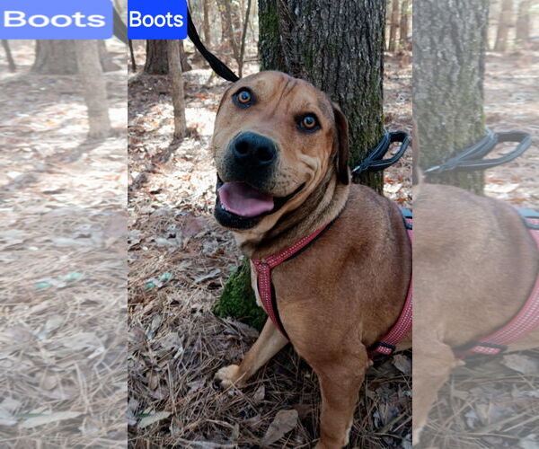 Medium Photo #2 Redbone Coonhound-Rhodesian Ridgeback Mix Puppy For Sale in Farmerville, LA, USA