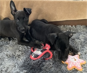 Chihuahua-Mutt Mix Dog for Adoption in PORTLAND, Oregon USA
