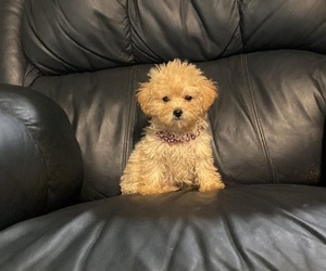 Medium Poodle (Toy)