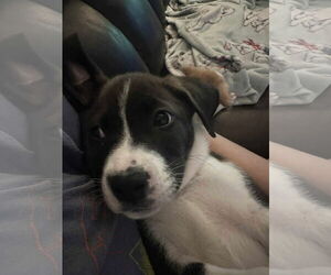 American Staffordshire Terrier-Siberian Husky Mix Dogs for adoption in Chester, VA, USA