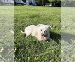 Small #1 Mutt