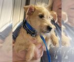 Small #1 Cairn Terrier