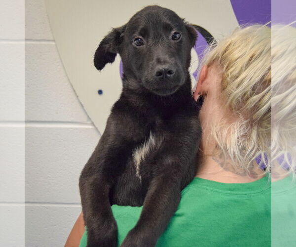 Medium Photo #4 German Shepherd Dog-Unknown Mix Puppy For Sale in Huntley, IL, USA