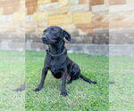 Small #1 Dachshund Mix