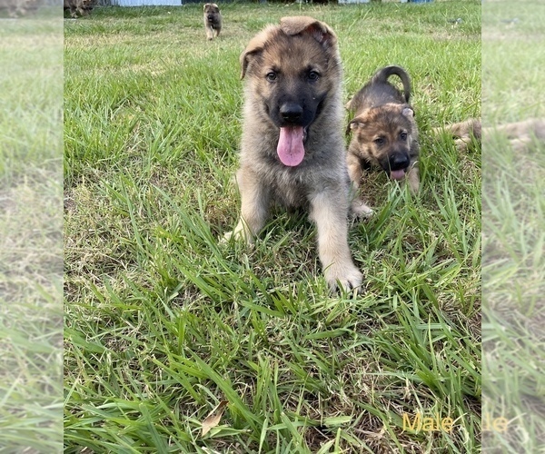 Medium Photo #1 German Shepherd Dog Puppy For Sale in PLANT CITY, FL, USA