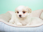 Small Photo #3 -Shih Tzu Mix Puppy For Sale in LA MIRADA, CA, USA