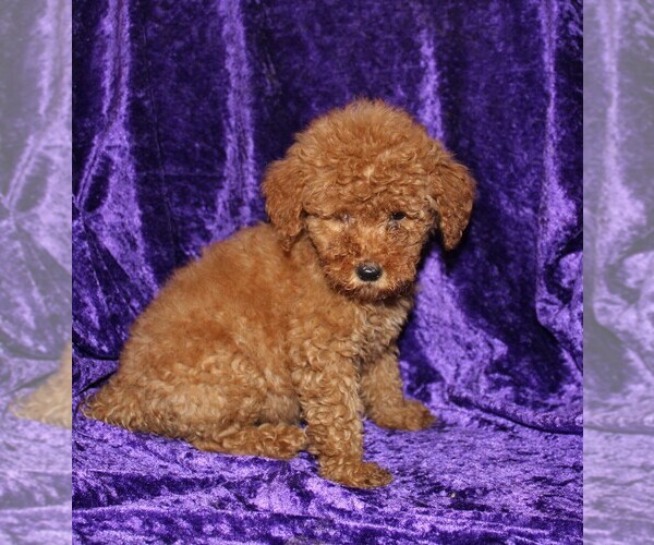 Medium Photo #1 Goldendoodle (Miniature) Puppy For Sale in BLOOMINGTON, IN, USA