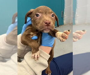 American Pit Bull Terrier-Unknown Mix Dogs for adoption in Waco, TX, USA