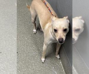 Chihuahua-Unknown Mix Dogs for adoption in Las Vegas, NV, USA