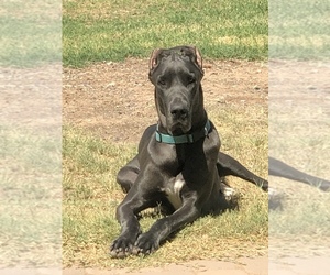 Mother of the Cane Corso-Daniff Mix puppies born on 07/04/2020