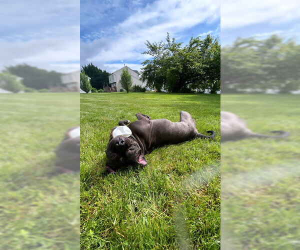 Medium Photo #4 American Pit Bull Terrier-Unknown Mix Puppy For Sale in COLUMBIA, MD, USA