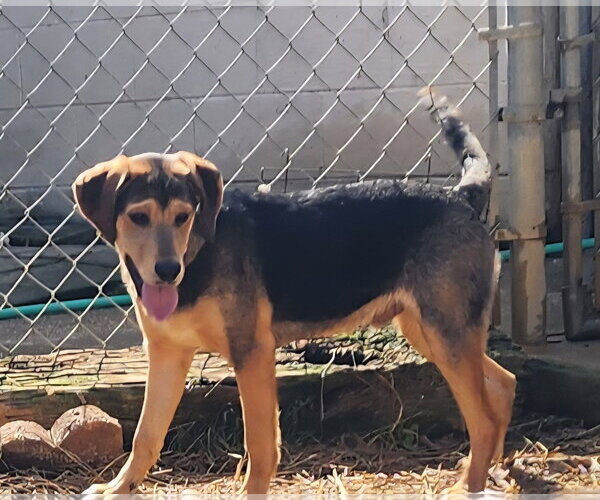 Medium Photo #2 Mutt Puppy For Sale in Wetumpka, AL, USA