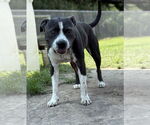 Small #7 American Pit Bull Terrier