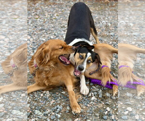 Medium Photo #4 Golden Retriever Puppy For Sale in West Cornwall, CT, USA