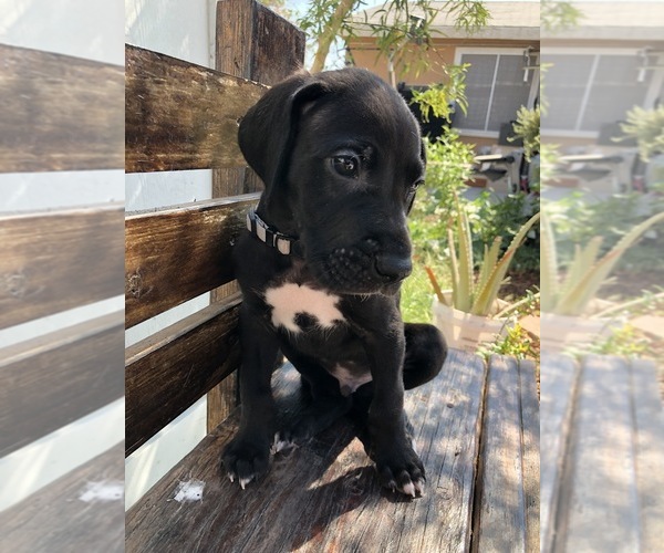 Medium Photo #4 Great Dane Puppy For Sale in LAS VEGAS, NV, USA